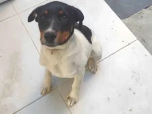 Cachorro raça SRD-ViraLata idade 2 a 6 meses nome ayla