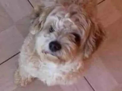 Cachorro raça SRD-ViraLata idade 6 ou mais anos nome Toby