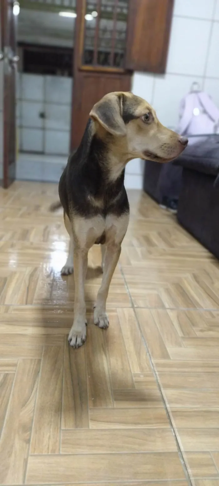 Cachorro ra a SRD-ViraLata idade 1 ano nome Nina