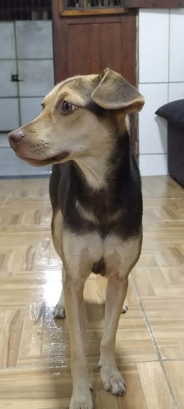 Cachorro ra a SRD-ViraLata idade 1 ano nome Nina