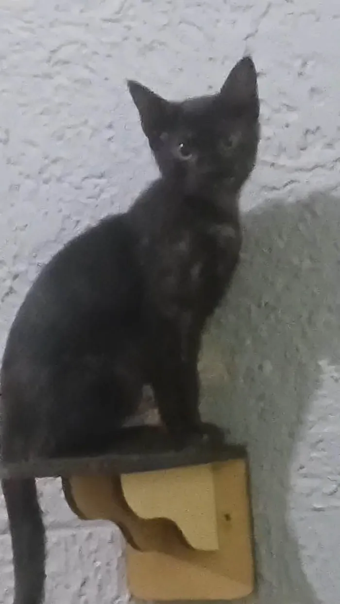 Gato ra a SRD-ViraLata idade 2 a 6 meses nome Perona e Mine