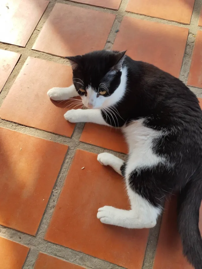 Gato ra a SRD-ViraLata idade 2 a 6 meses nome Não tem um nome 