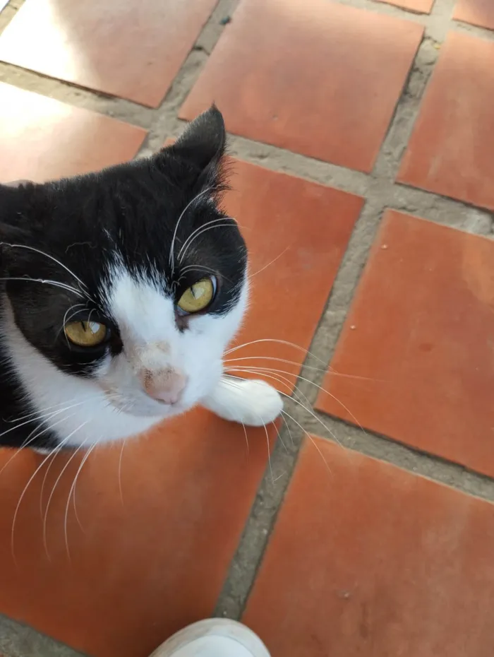 Gato ra a SRD-ViraLata idade 2 a 6 meses nome Não tem um nome 