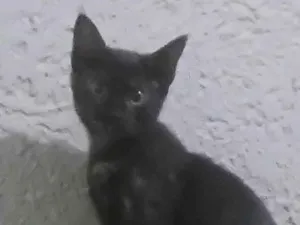 Gato raça SRD-ViraLata idade 2 a 6 meses nome Perona e Mine