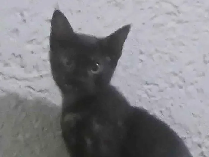 Gato ra a SRD-ViraLata idade 2 a 6 meses nome Perona e Mine