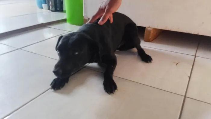 Cachorro ra a SRD-ViraLata idade 2 anos nome Neguinho(embora não tenha nome definitivo)