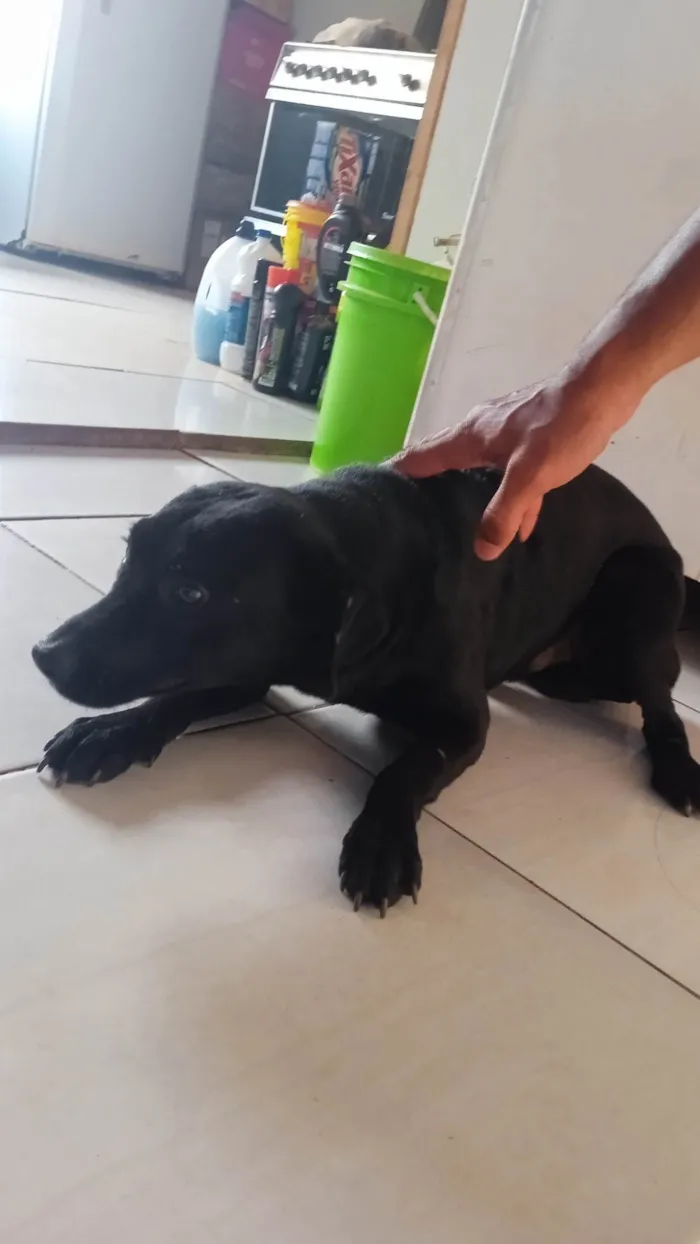 Cachorro ra a SRD-ViraLata idade 2 anos nome Neguinho(embora não tenha nome definitivo)