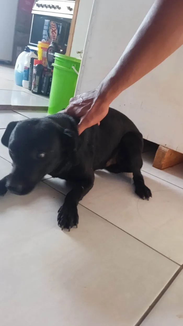 Cachorro ra a SRD-ViraLata idade 2 anos nome Neguinho(embora não tenha nome definitivo)