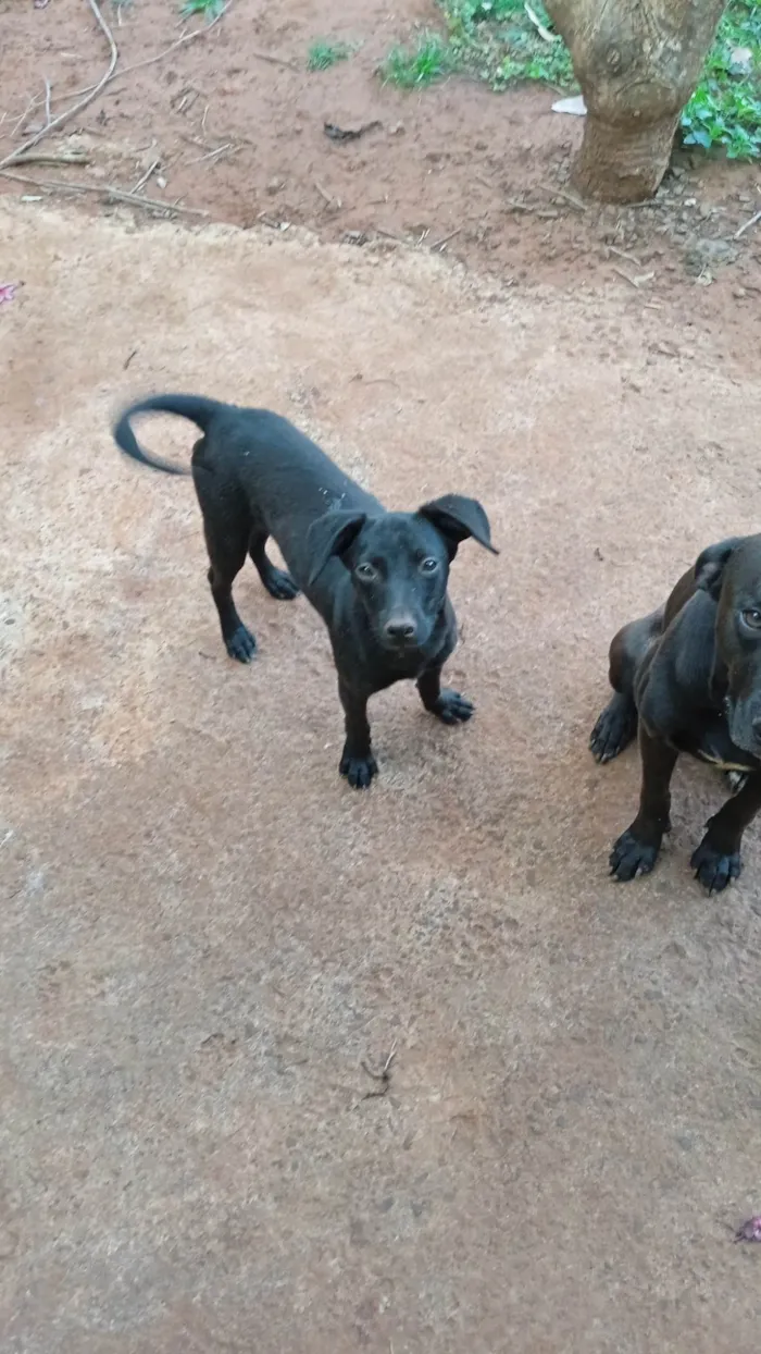 Cachorro ra a SRD-ViraLata idade 2 anos nome Neguinho(embora não tenha nome definitivo)