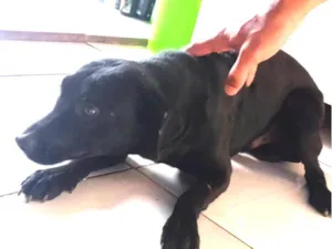 Cachorro raça SRD-ViraLata idade 2 anos nome Neguinho(embora não tenha nome definitivo)