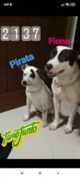 Pirata e Fiona