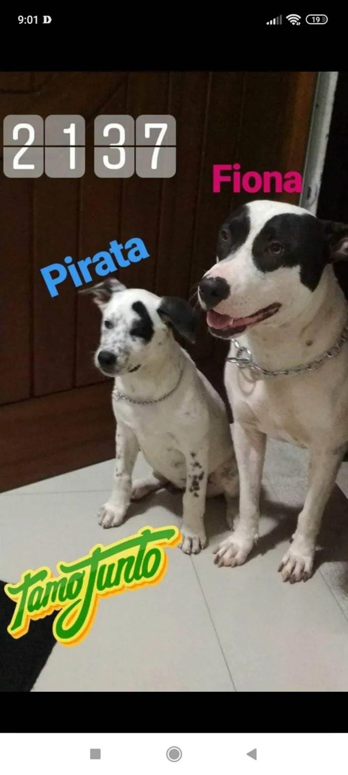 Cachorro ra a SRD-ViraLata idade 6 ou mais anos nome Pirata e Fiona