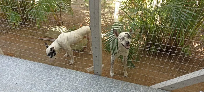 Cachorro ra a SRD-ViraLata idade 6 ou mais anos nome Pirata e Fiona