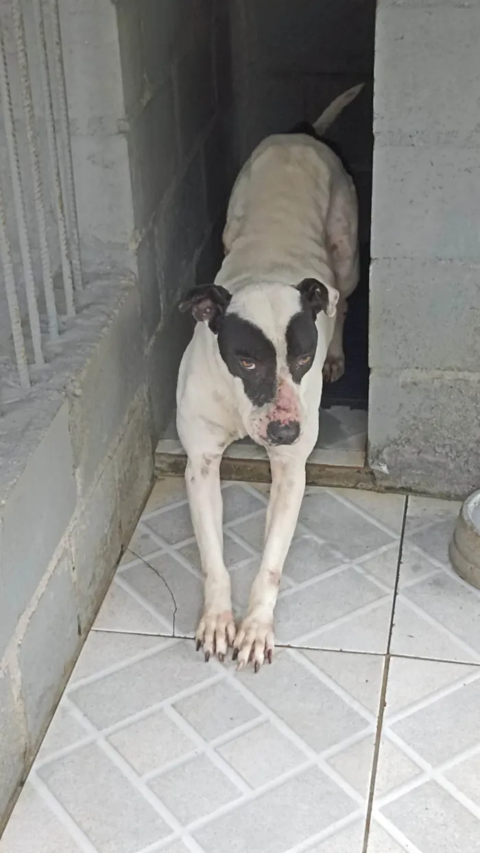 Cachorro ra a SRD-ViraLata idade 6 ou mais anos nome Pirata e Fiona