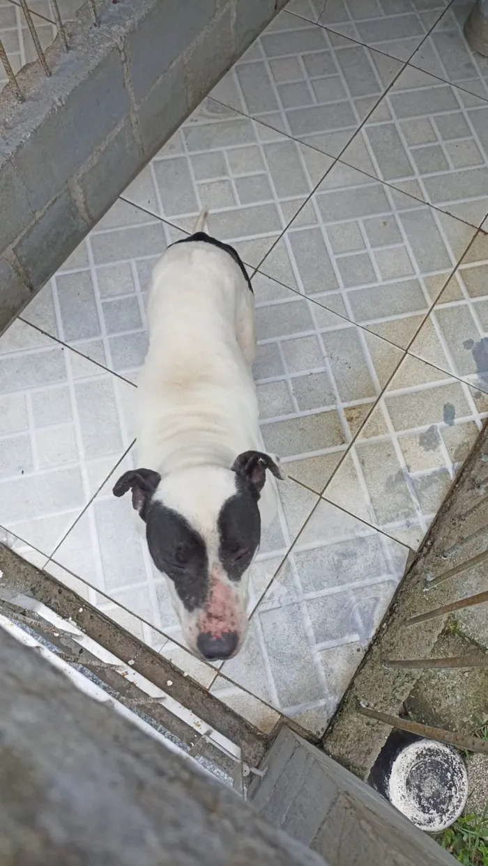 Cachorro ra a SRD-ViraLata idade 6 ou mais anos nome Pirata e Fiona