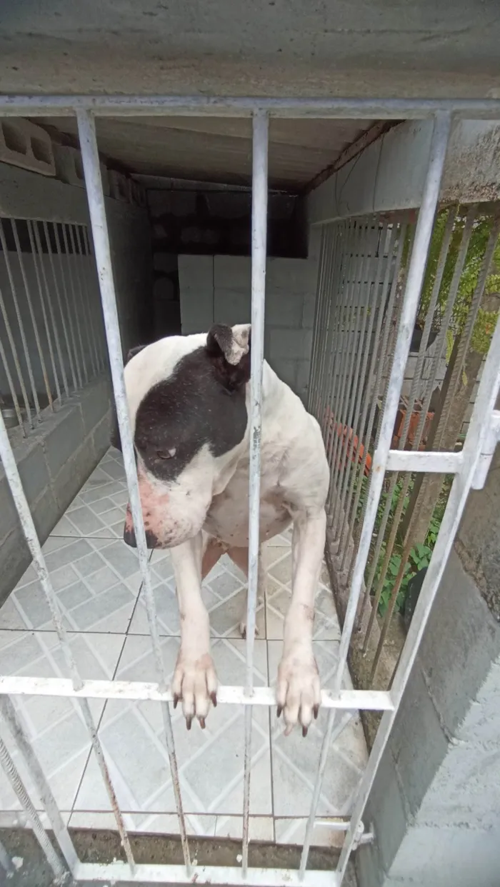 Cachorro ra a SRD-ViraLata idade 6 ou mais anos nome Pirata e Fiona