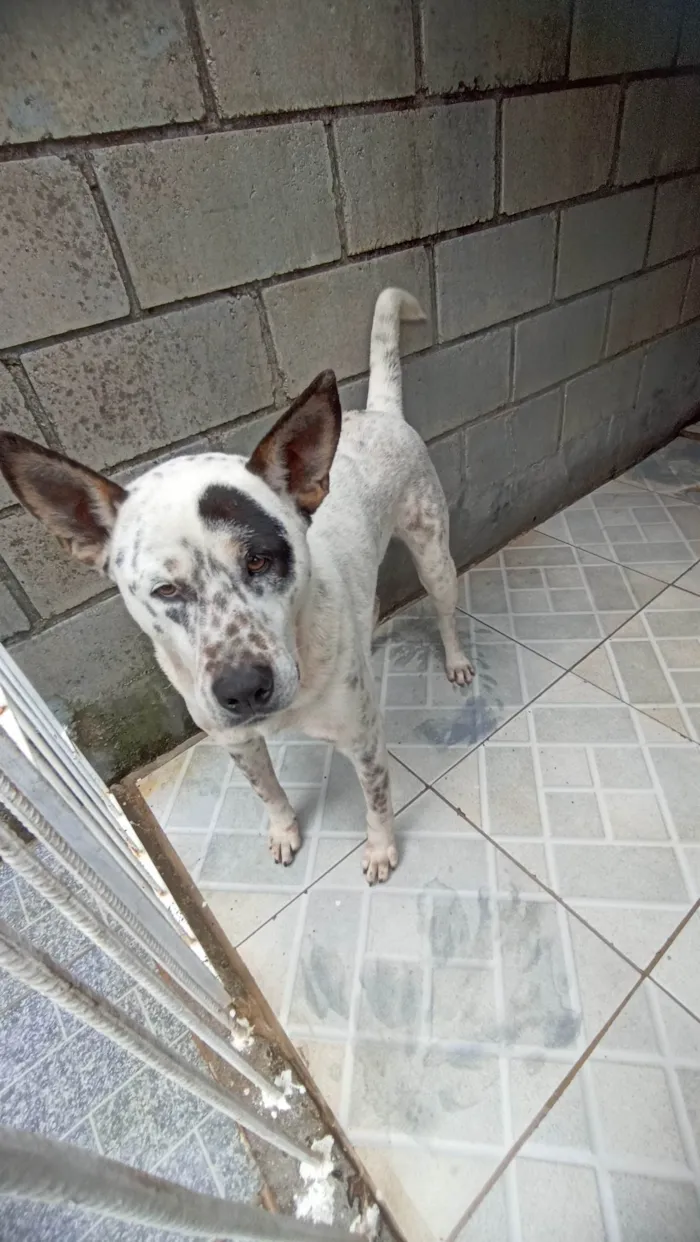 Cachorro ra a SRD-ViraLata idade 6 ou mais anos nome Pirata e Fiona