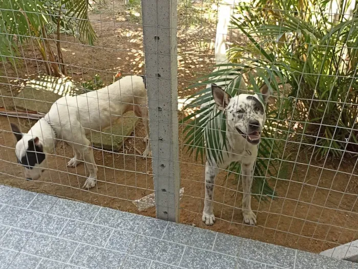 Cachorro ra a SRD-ViraLata idade 6 ou mais anos nome Pirata e Fiona