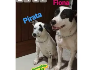 Cachorro raça SRD-ViraLata idade 6 ou mais anos nome Pirata e Fiona