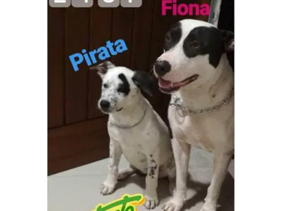 Cachorro raça SRD-ViraLata idade 6 ou mais anos nome Pirata e Fiona