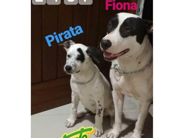 Cachorro ra a SRD-ViraLata idade 6 ou mais anos nome Pirata e Fiona