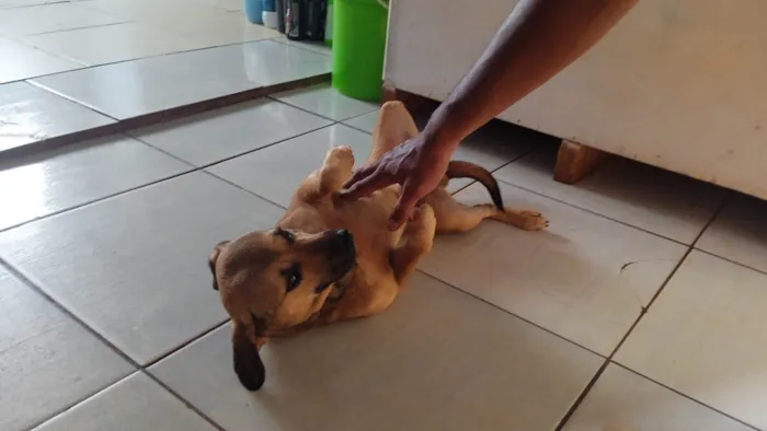 Cachorro ra a SRD-ViraLata idade 2 anos nome Sem nome definitivo