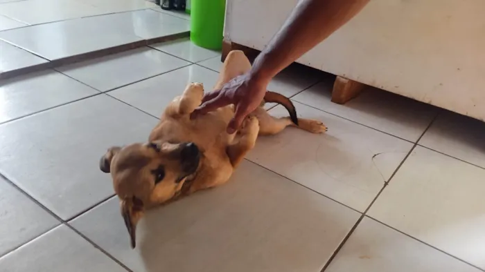 Cachorro ra a SRD-ViraLata idade 2 anos nome Sem nome definitivo