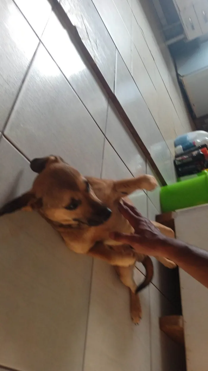 Cachorro ra a SRD-ViraLata idade 2 anos nome Sem nome definitivo