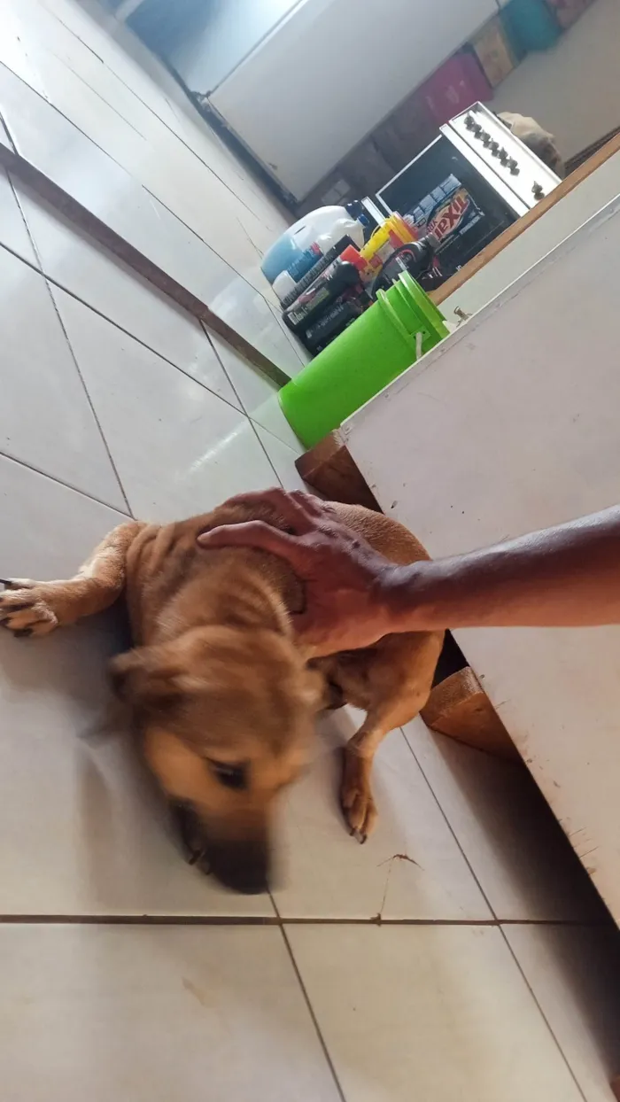 Cachorro ra a SRD-ViraLata idade 2 anos nome Sem nome definitivo