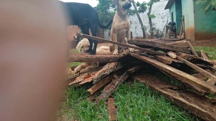 Cachorro ra a SRD-ViraLata idade 2 anos nome Sem nome definitivo