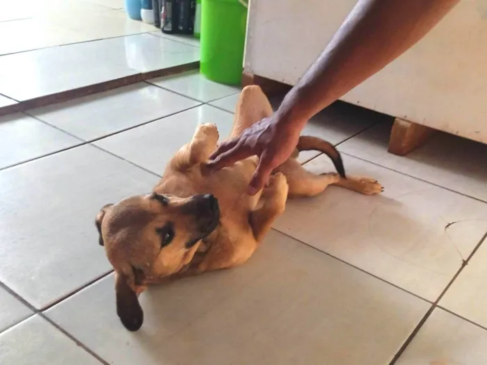 Cachorro ra a SRD-ViraLata idade 2 anos nome Sem nome definitivo