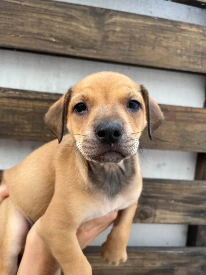 Cachorro ra a SRD-ViraLata idade Abaixo de 2 meses nome Zion