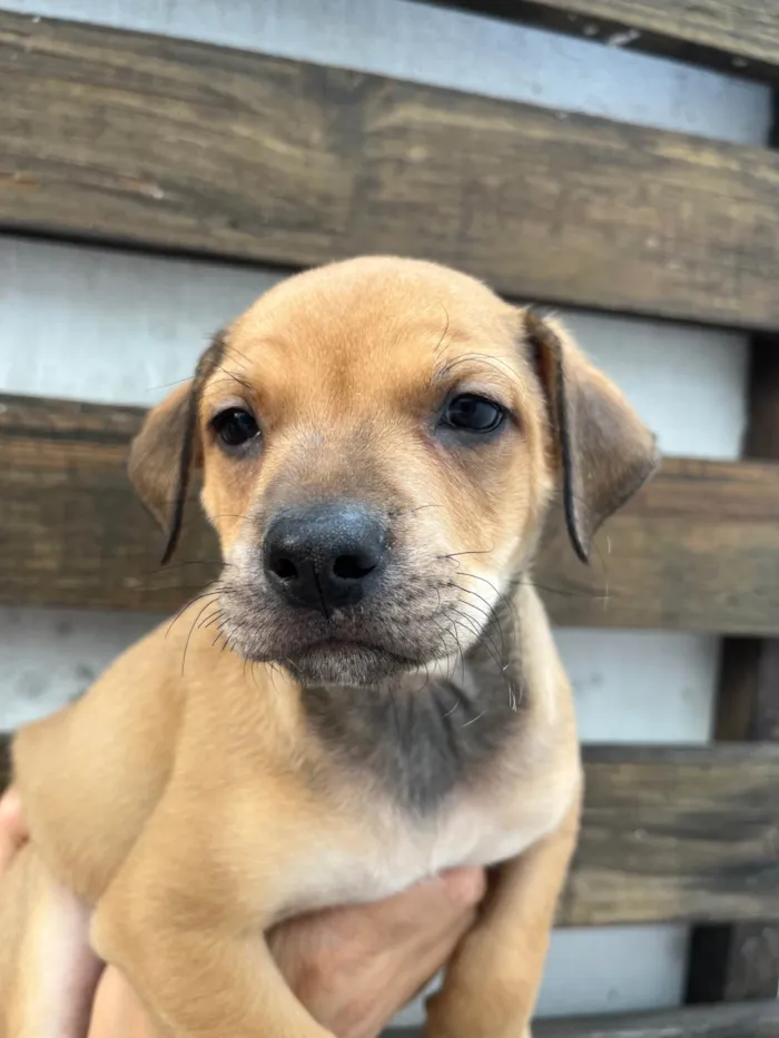 Cachorro ra a SRD-ViraLata idade Abaixo de 2 meses nome Zion