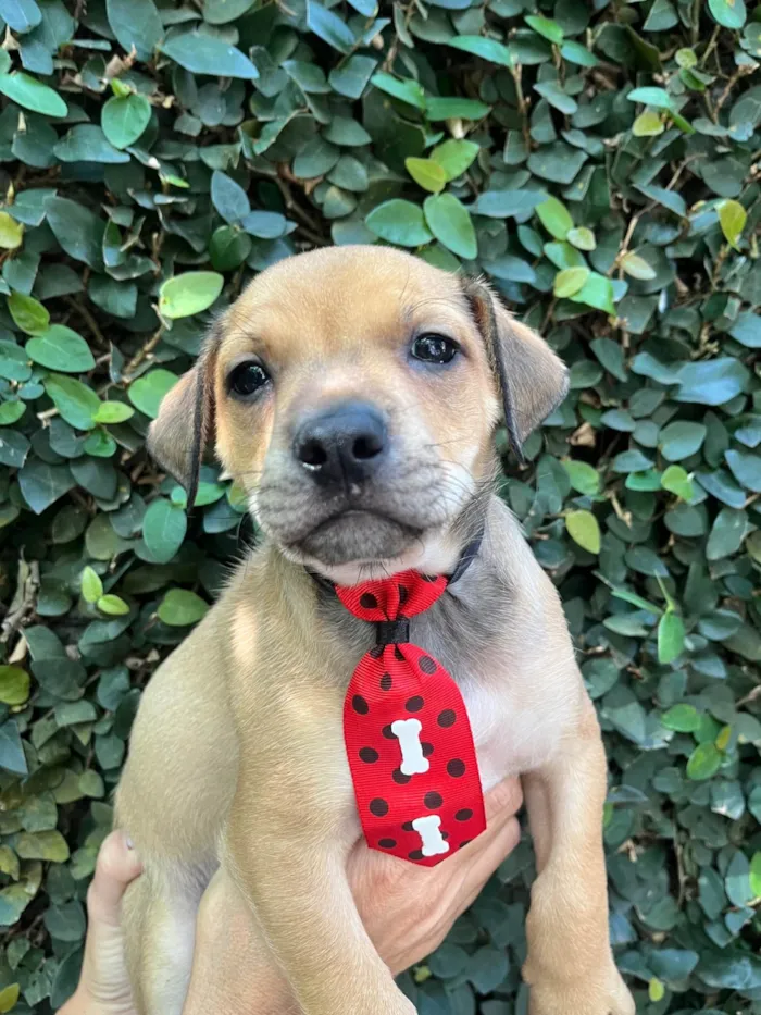 Cachorro ra a SRD-ViraLata idade Abaixo de 2 meses nome Zion