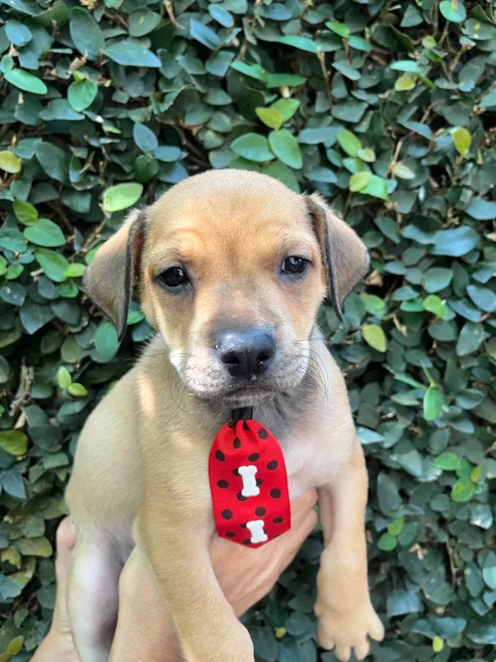 Cachorro ra a SRD-ViraLata idade Abaixo de 2 meses nome Zion