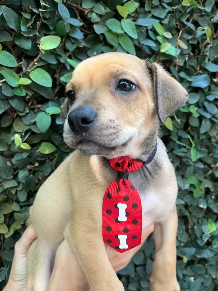 Cachorro ra a SRD-ViraLata idade Abaixo de 2 meses nome Zion