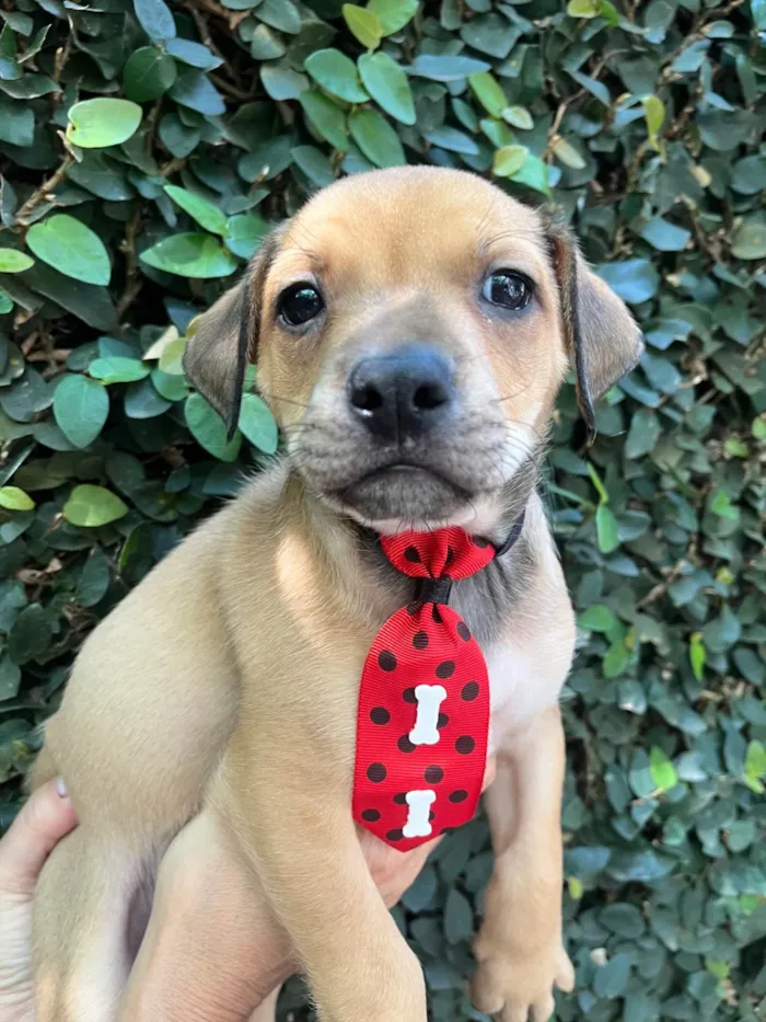 Cachorro ra a SRD-ViraLata idade Abaixo de 2 meses nome Zion