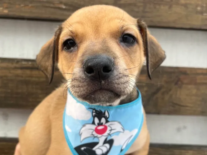 Cachorro ra a SRD-ViraLata idade Abaixo de 2 meses nome Zion