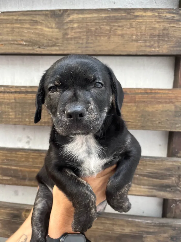 Cachorro ra a SRD-ViraLata idade Abaixo de 2 meses nome Zenon