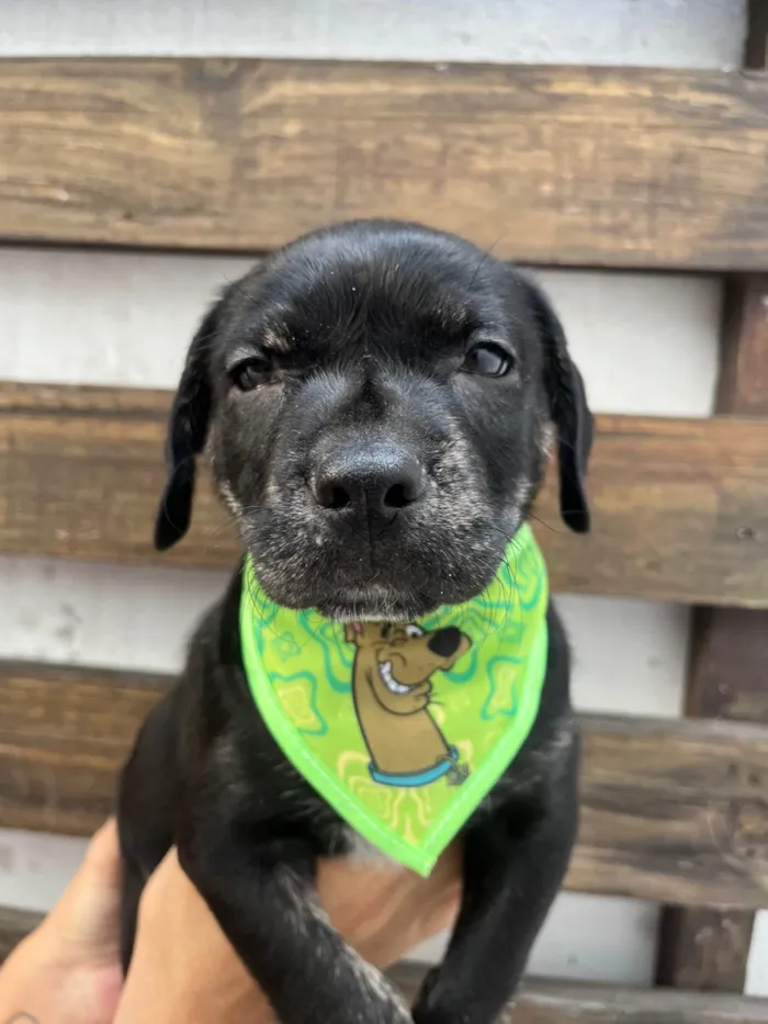 Cachorro ra a SRD-ViraLata idade Abaixo de 2 meses nome Zenon