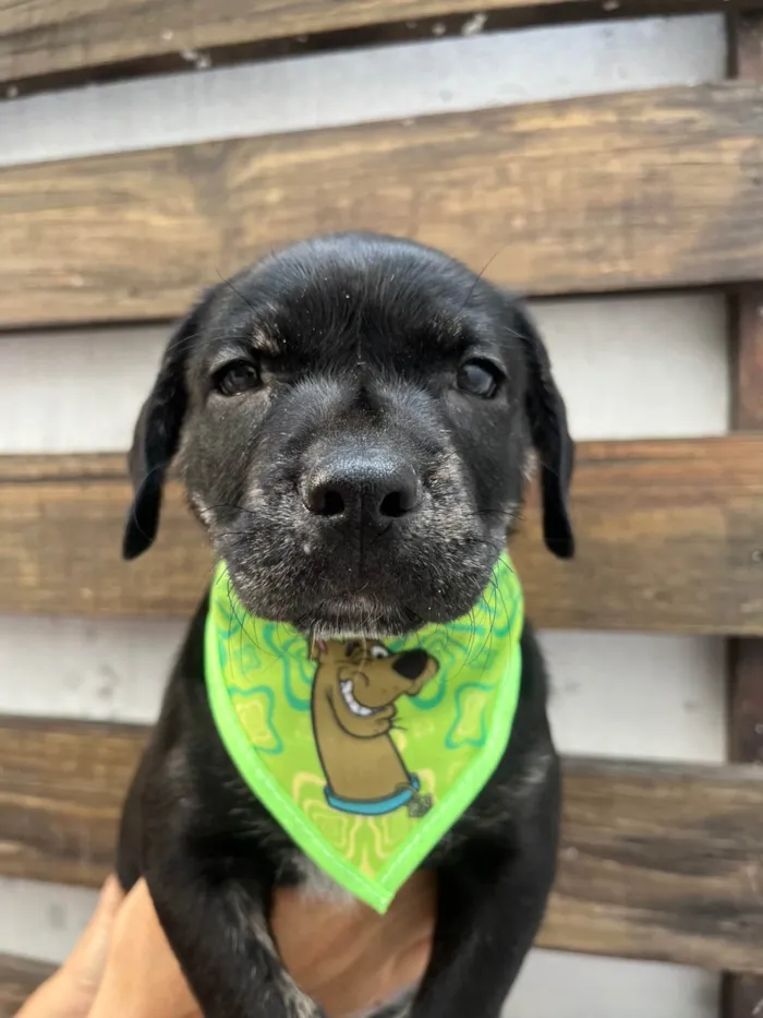 Cachorro ra a SRD-ViraLata idade Abaixo de 2 meses nome Zenon