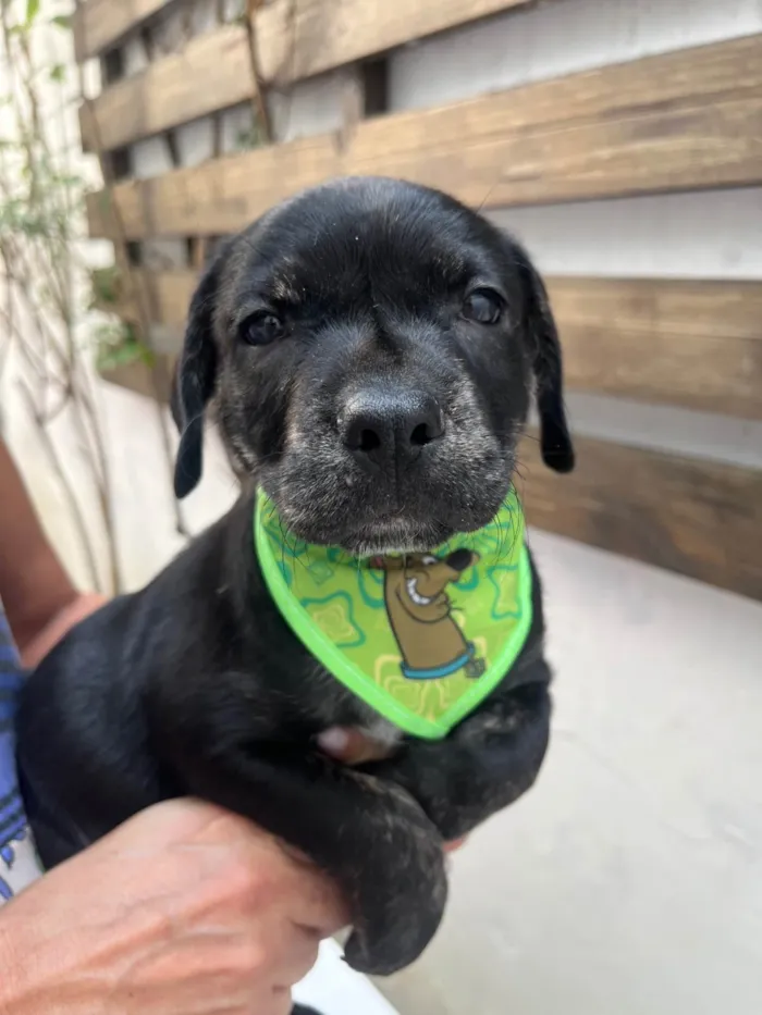 Cachorro ra a SRD-ViraLata idade Abaixo de 2 meses nome Zenon