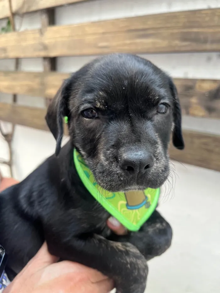 Cachorro ra a SRD-ViraLata idade Abaixo de 2 meses nome Zenon