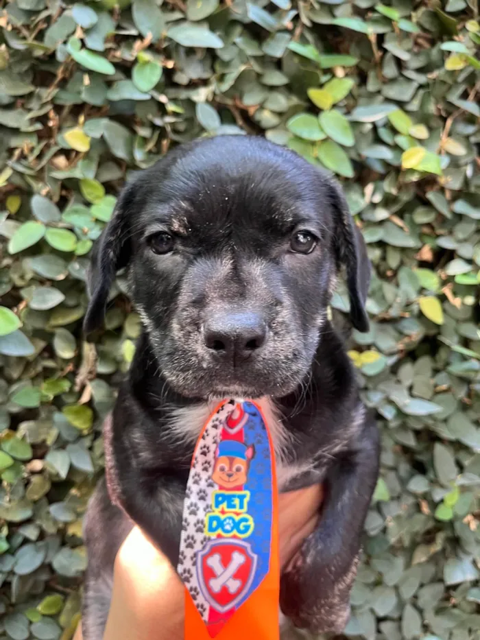 Cachorro ra a SRD-ViraLata idade Abaixo de 2 meses nome Zenon