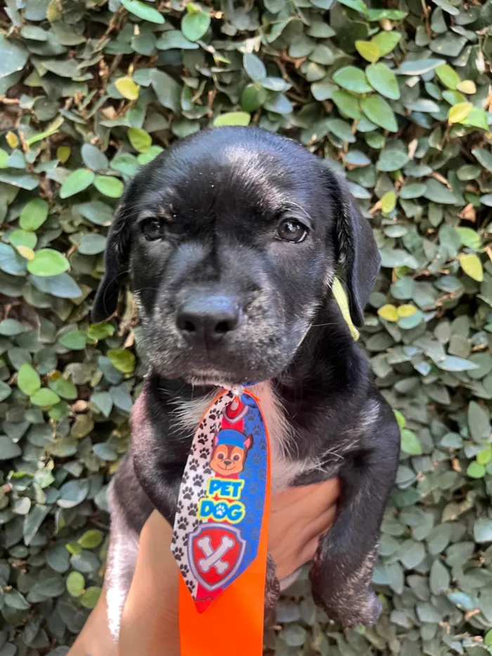 Cachorro ra a SRD-ViraLata idade Abaixo de 2 meses nome Zenon