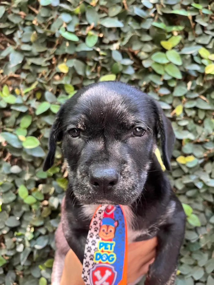 Cachorro ra a SRD-ViraLata idade Abaixo de 2 meses nome Zenon