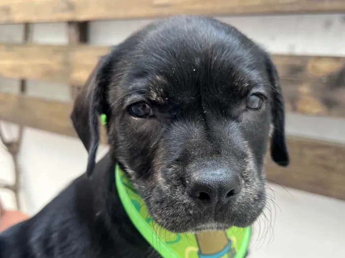 Cachorro ra a SRD-ViraLata idade Abaixo de 2 meses nome Zenon