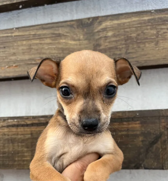 Cachorro ra a SRD-ViraLata idade Abaixo de 2 meses nome Zoe