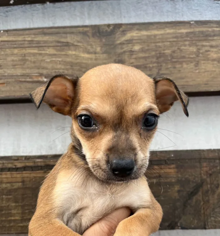 Cachorro ra a SRD-ViraLata idade Abaixo de 2 meses nome Zoe