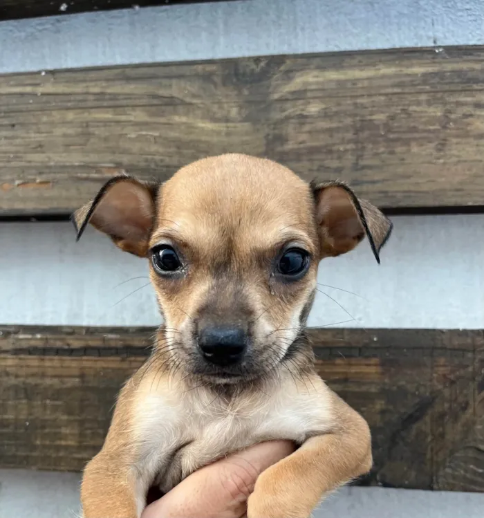 Cachorro ra a SRD-ViraLata idade Abaixo de 2 meses nome Zoe